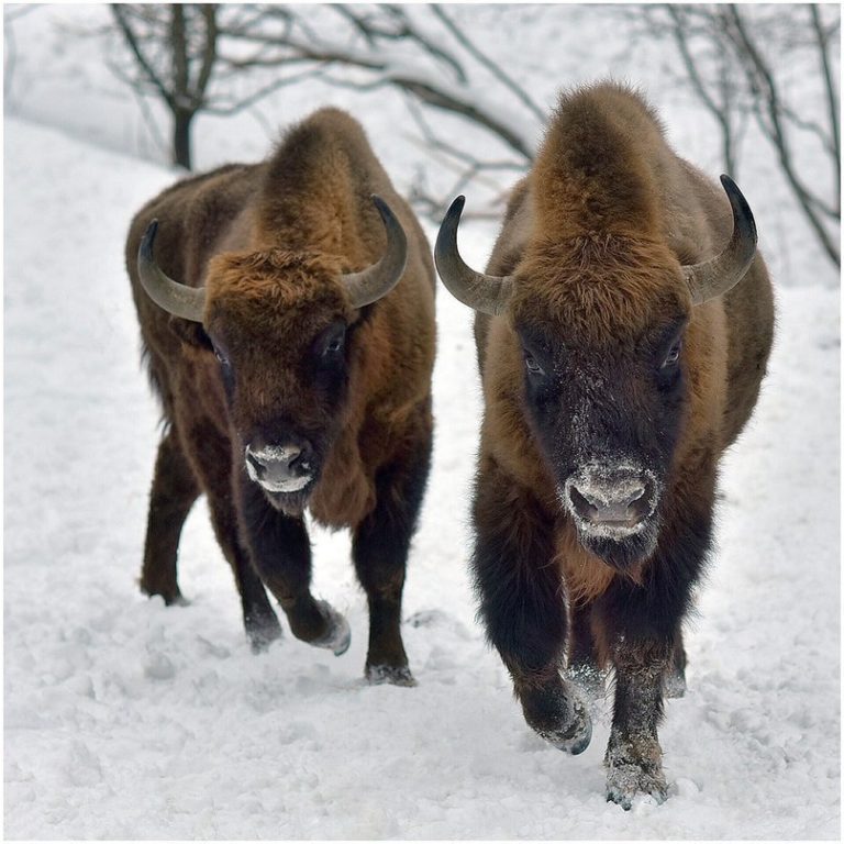 Национальный парк "Смоленское Поозерье" зимой на фотографиях Геннадия Дубино